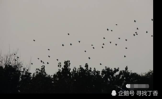 西风残照打一动物、网络解释落实 西风残照打一动物、网络解释落实