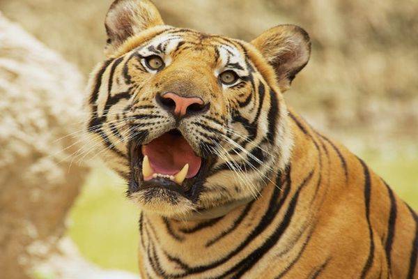 心事重重是什么生肖:第一解答落实 心事重重是什么生肖:第一解答落实