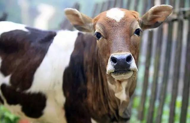 九牛一毛打一正确生肖:经典解释作答落实