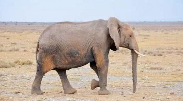 首当其冲打一生肖、佩服解释落实