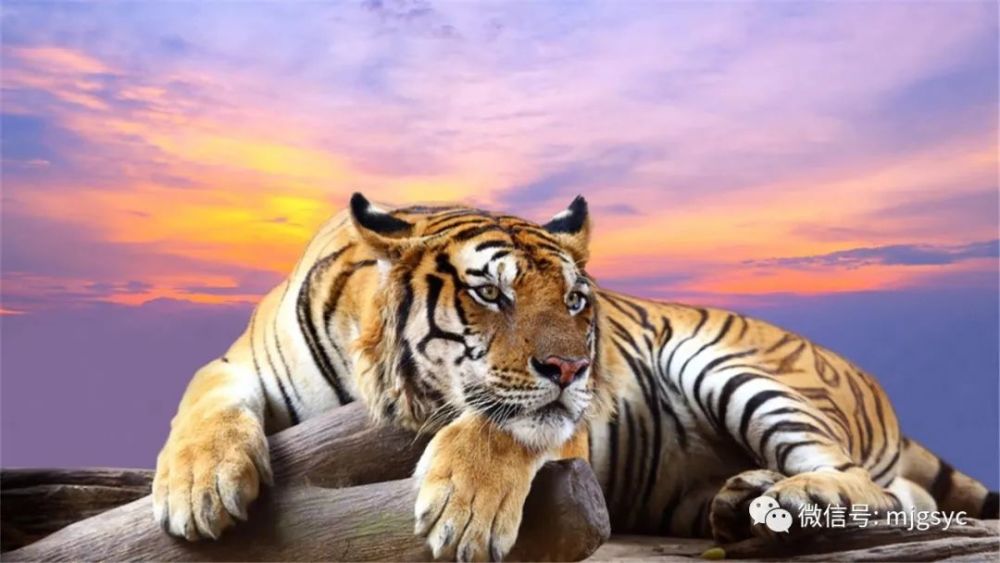 解析有功之臣的动物象征—以狗为例 解析有功之臣的动物象征—以狗为例