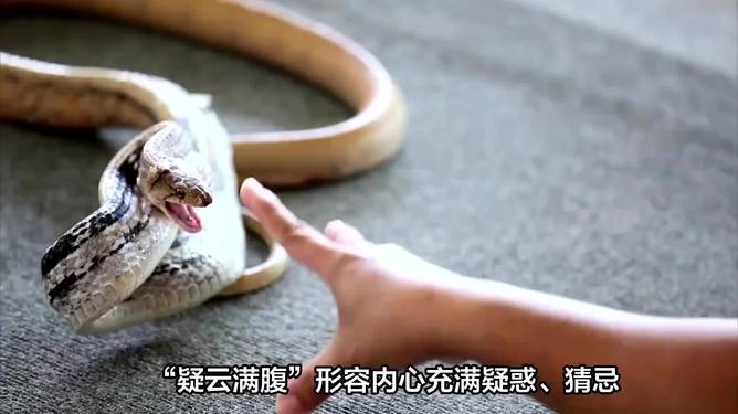 正确生肖揭秘,跌磕蹭蹬,能人解释,落实有道 正确生肖揭秘,跌磕蹭蹬,能人解释,落实有道