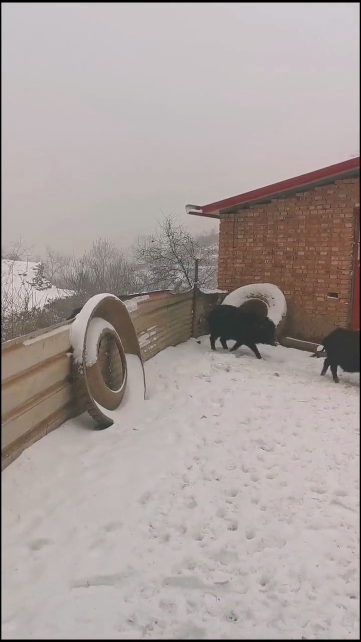 熟门熟路什么生肖、时代作答落实解释