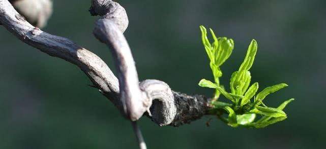 枯木逢春是什么生肖?马上为你揭晓落实 枯木逢春是什么生肖?马上为你揭晓落实