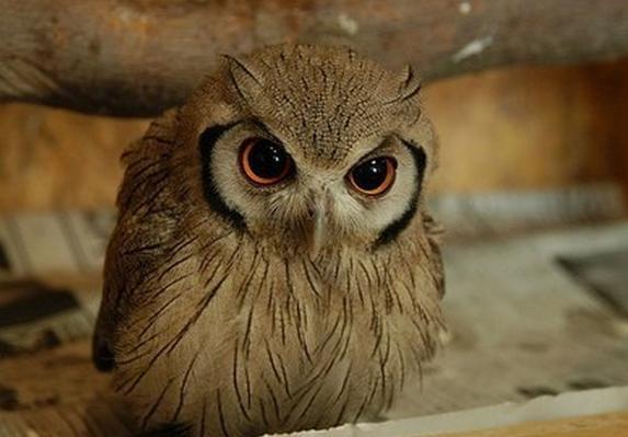 枉费时日，动物界的时间杀手与全面解答