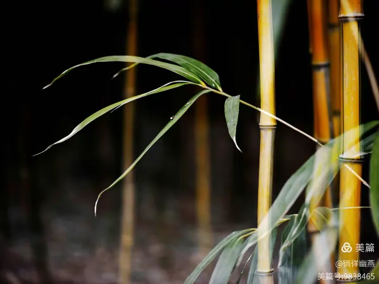 竹影婆娑间的小山与生肖之谜—探寻竹绿绿背后的文化与自然韵律 竹影婆娑间的小山与生肖之谜—探寻竹绿绿背后的文化与自然韵律