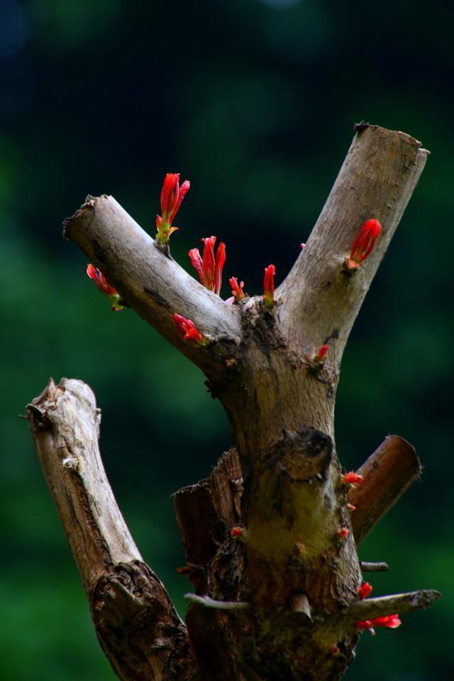 枯木逢春是什么生肖?马上为你揭晓落实 枯木逢春是什么生肖?马上为你揭晓落实