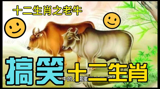 风雨同舟向前行,生肖牛的坚韧与担当 风雨同舟向前行,生肖牛的坚韧与担当