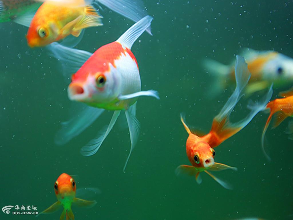 鱼水之欢,深度解析如鱼得水中的鱼与我们的自我实现 鱼水之欢,深度解析如鱼得水中的鱼与我们的自我实现