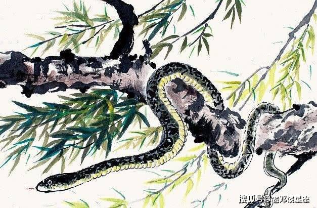 树大根深打一最佳生肖、精选解释落实