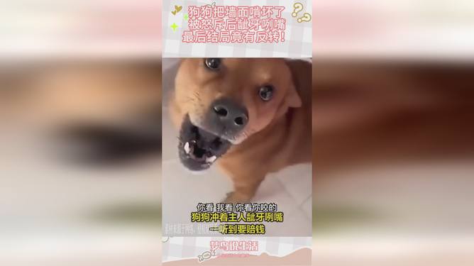 龇牙咧嘴，揭秘生肖背后的趣味与智慧