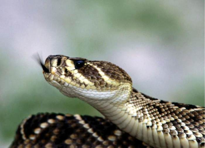 鸟尽弓藏打一准确的动物蛇吗:马上为你揭晓落实 鸟尽弓藏打一准确的动物蛇吗:马上为你揭晓落实