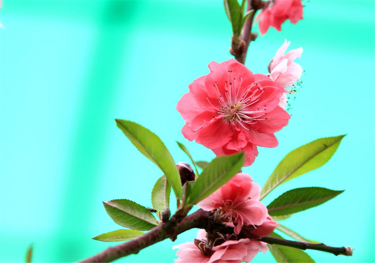 桃李争艳是什么生肖:马上为你揭晓落实