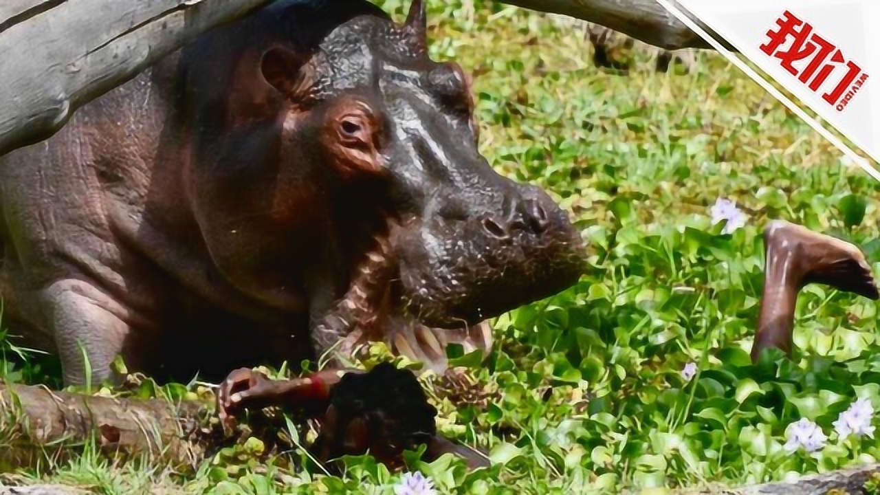 枉费时日,动物界的时间杀手与全面解答 枉费时日,动物界的时间杀手与全面解答