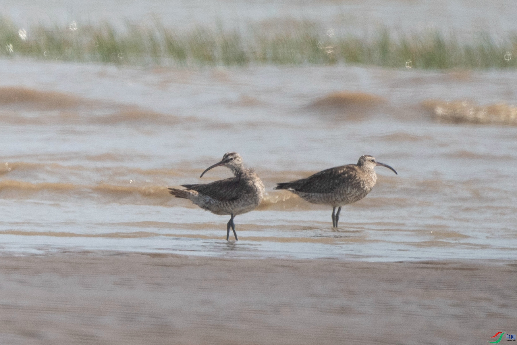 成双成对四八中,生肖文化的积极解读与落实 成双成对四八中,生肖文化的积极解读与落实