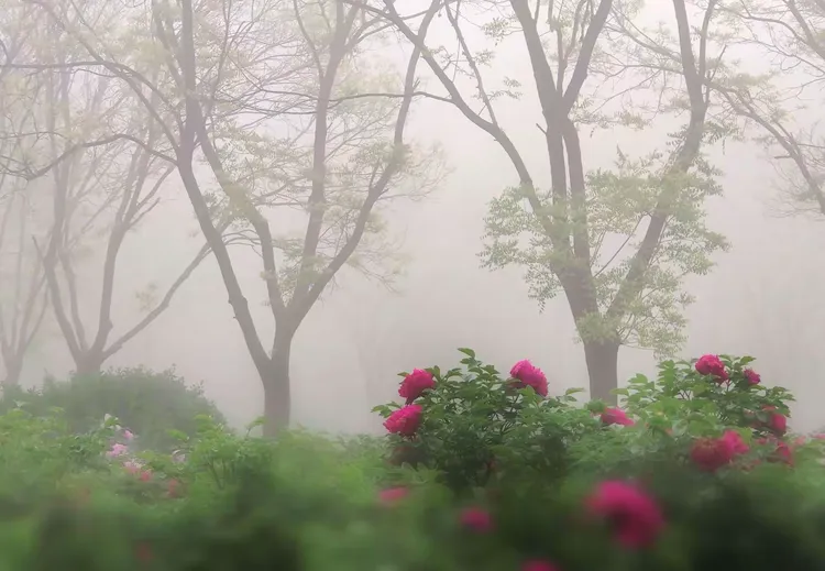 雾里看花,生肖之谜的独特解读 雾里看花,生肖之谜的独特解读