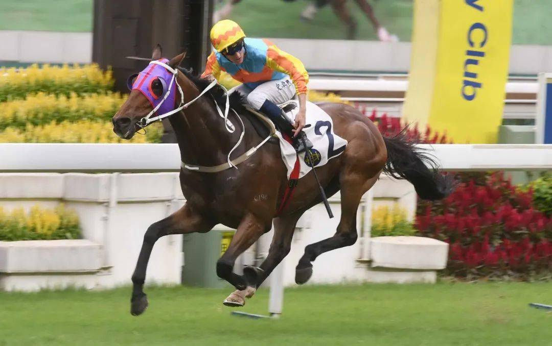 人强马壮,揭秘生肖背后的智慧与力量 人强马壮,揭秘生肖背后的智慧与力量