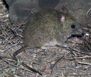 灯火万家,生肖中的灵动之光—鼠 灯火万家,生肖中的灵动之光—鼠