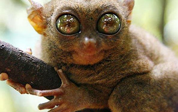 空心老大,探秘一种形形色色的奇特动物 空心老大,探秘一种形形色色的奇特动物