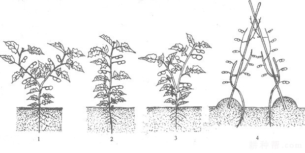 巴结高枝是什么生肖:最快解答落实