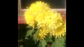 桃花流水打一个生肖:马上为你揭晓落实