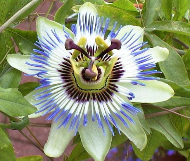 花不棱登是什么生肖、结论作答落实解释 花不棱登是什么生肖、结论作答落实解释