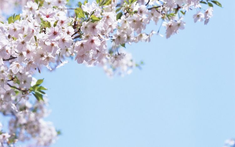 落英缤纷打一生肖、正确解释与落实 落英缤纷打一生肖、正确解释与落实