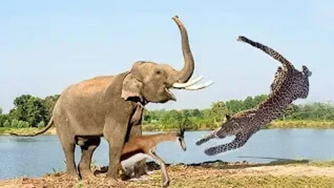 方寸大乱打一动物、值得作答落实解释