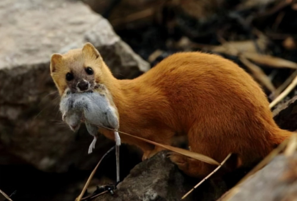 老八辈子最准确的动物、探讨解释落实 老八辈子最准确的动物、探讨解释落实