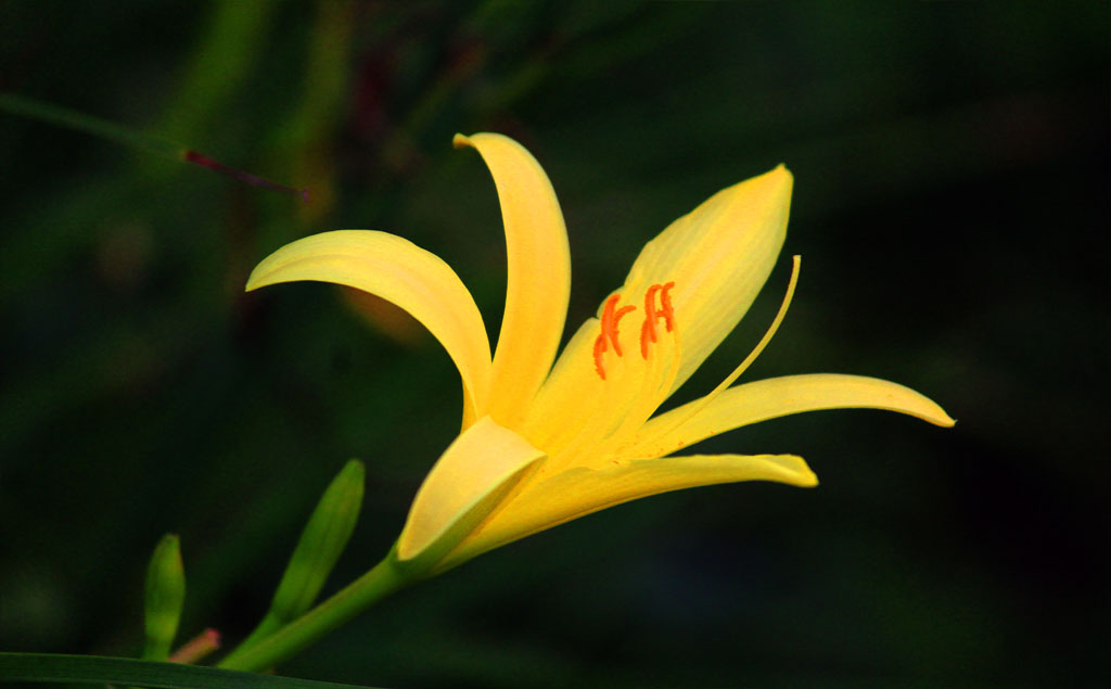 明日黄花，生肖之谜与关注解释的落实