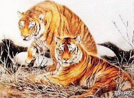 信口雌黄是什么生肖、继续作答落实解释