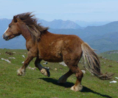 马失前蹄,揭秘背后的生肖玄机与精选解释的落实 马失前蹄,揭秘背后的生肖玄机与精选解释的落实
