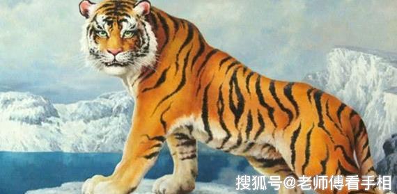 四目相对的生肖之谜，深度解析与文化解读