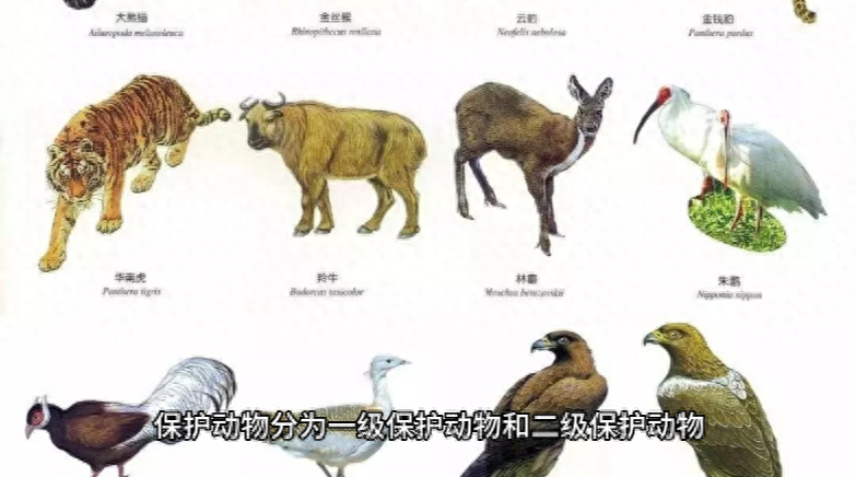 急中生智,揭秘最正确的动物及其答案解释与落实 急中生智,揭秘最正确的动物及其答案解释与落实