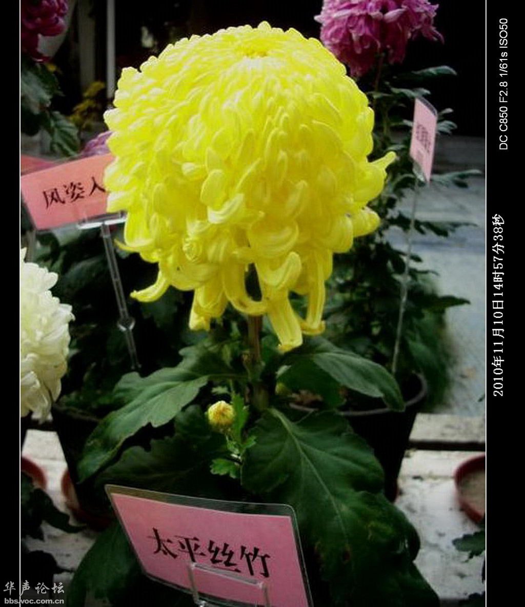 秋菊依簇三二开,生肖之谜的巧妙解读 秋菊依簇三二开,生肖之谜的巧妙解读