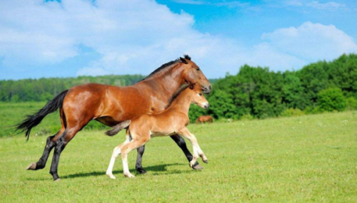 走南闯北是什么生肖、怎样落实解释