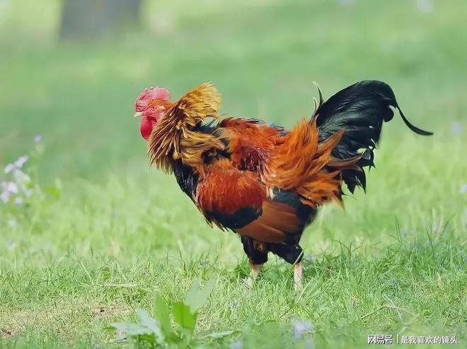 斤斤计较的生肖,生肖鸡的精彩解释与现实落实 斤斤计较的生肖,生肖鸡的精彩解释与现实落实