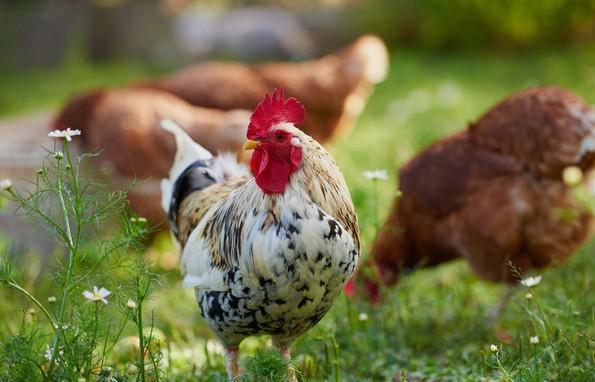 鸡头鸡尾指什么生肖、对决解释落实