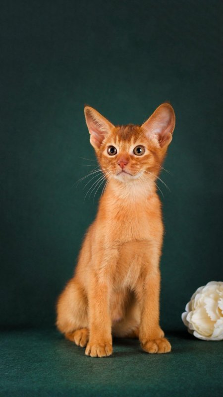 信口开河打一准确动物、团结作答落实解释