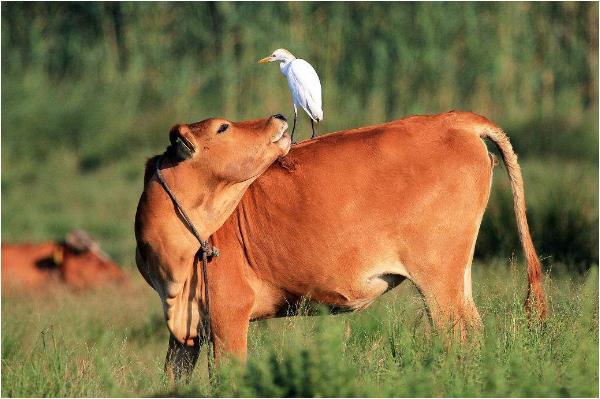 和平共处是什么生肖:详细解释落实