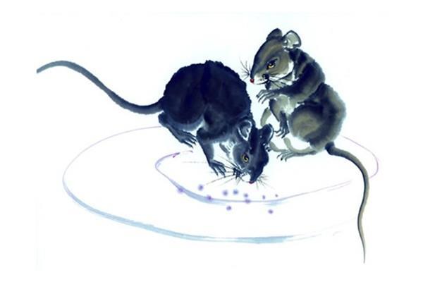 惹人注目，生肖中的闪光之鼠