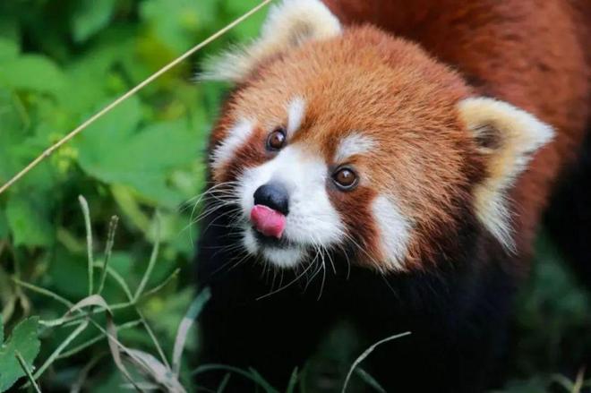 揭秘傍门依户之谜，一探究竟的动物谜底