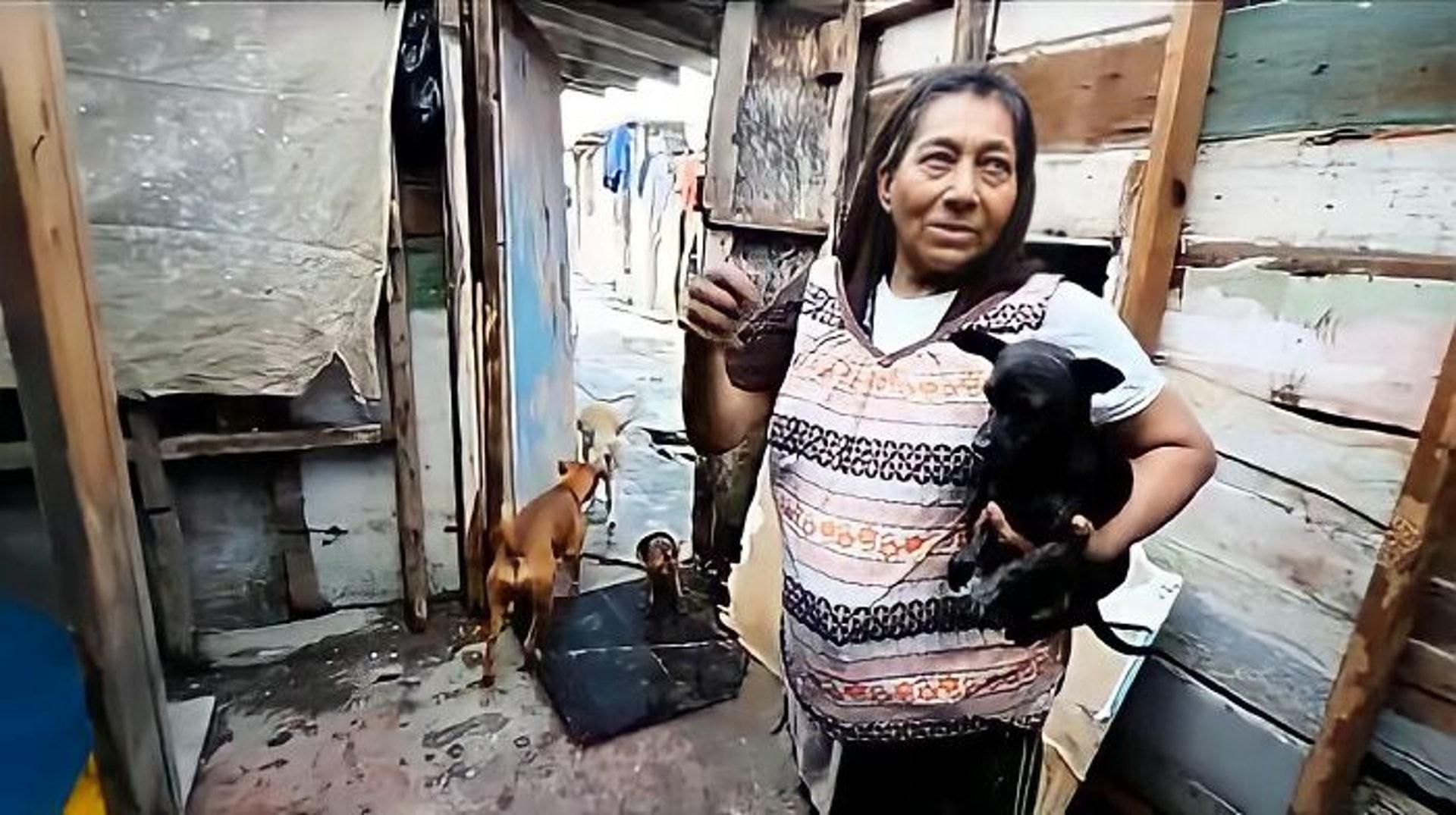 遮风挡雨打一个动物、学习作答落实解释