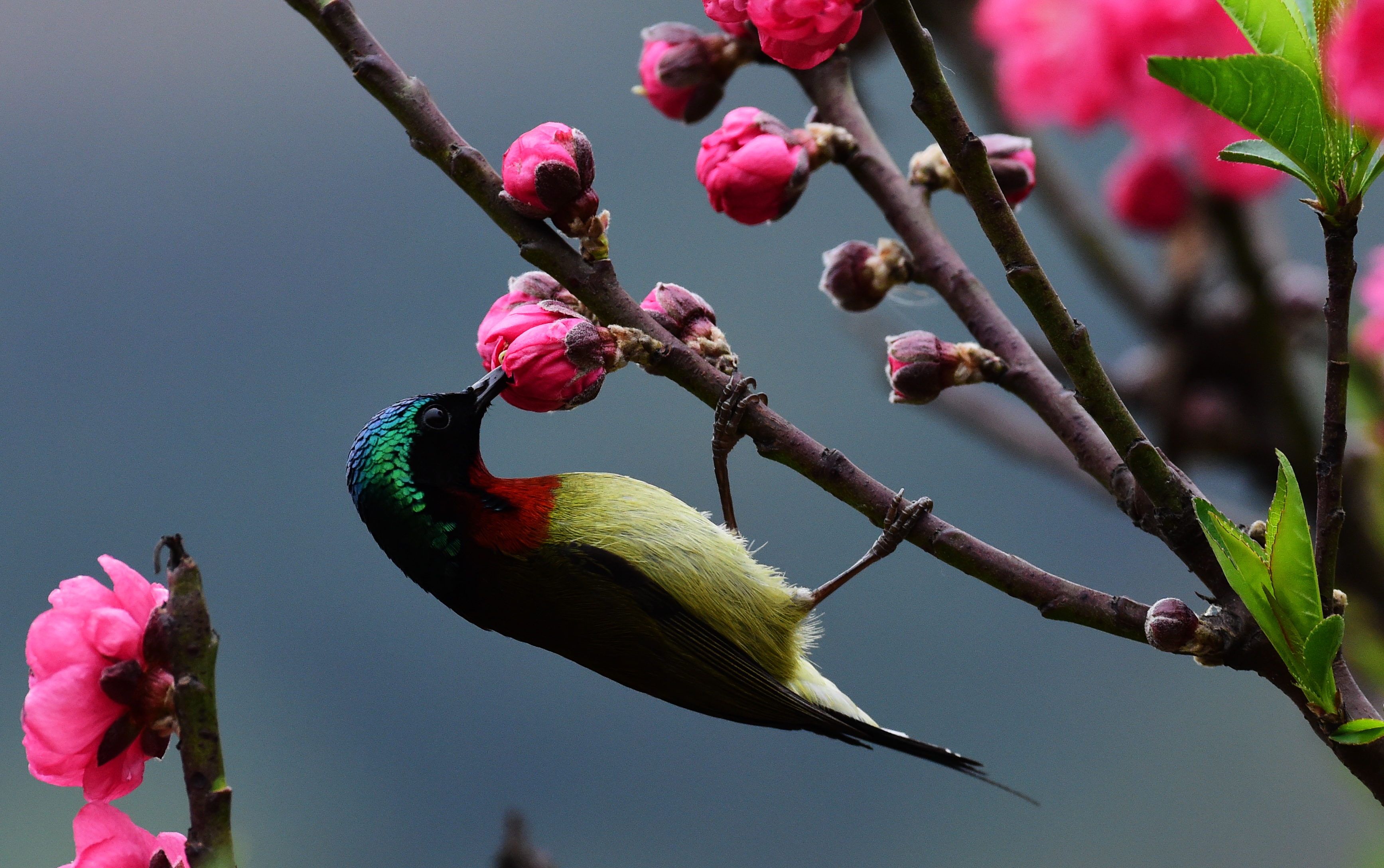 鸟语花香,生肖中的鸡与自然之美的和谐共融 鸟语花香,生肖中的鸡与自然之美的和谐共融