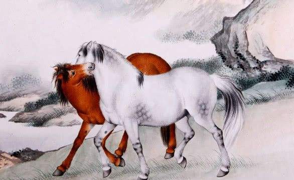 揭秘马角乌头背后的生肖之谜，全面解答与解释