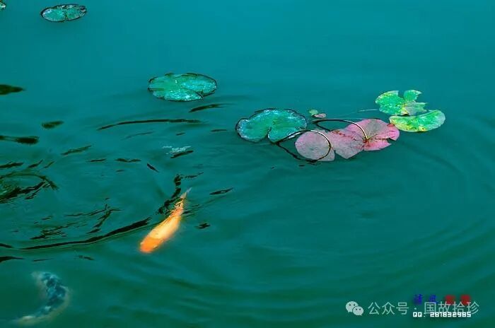 萍水相逢的生肖之谜,经典解释与文化解读 萍水相逢的生肖之谜,经典解释与文化解读