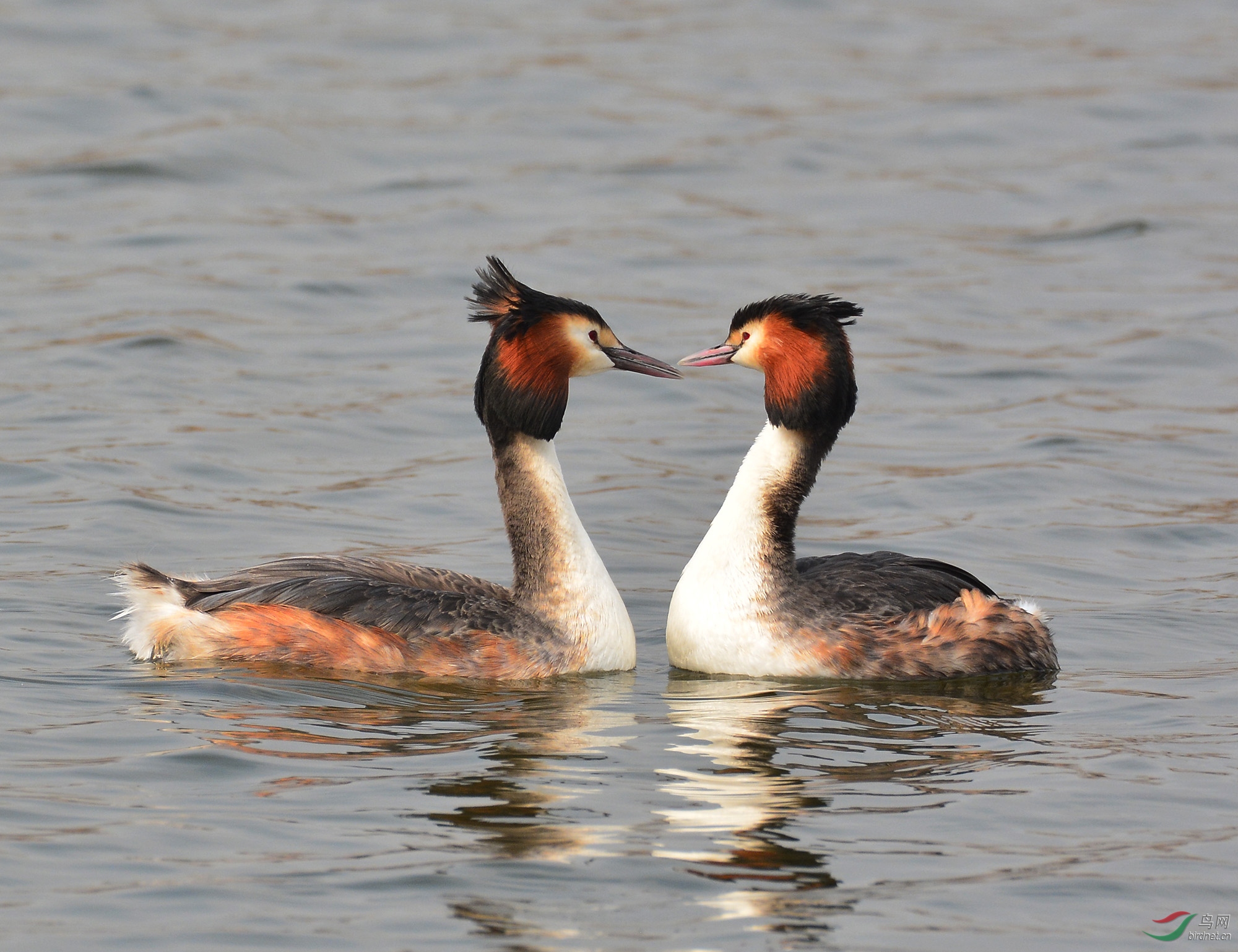 成双成对四八中,生肖文化的积极解读与落实 成双成对四八中,生肖文化的积极解读与落实