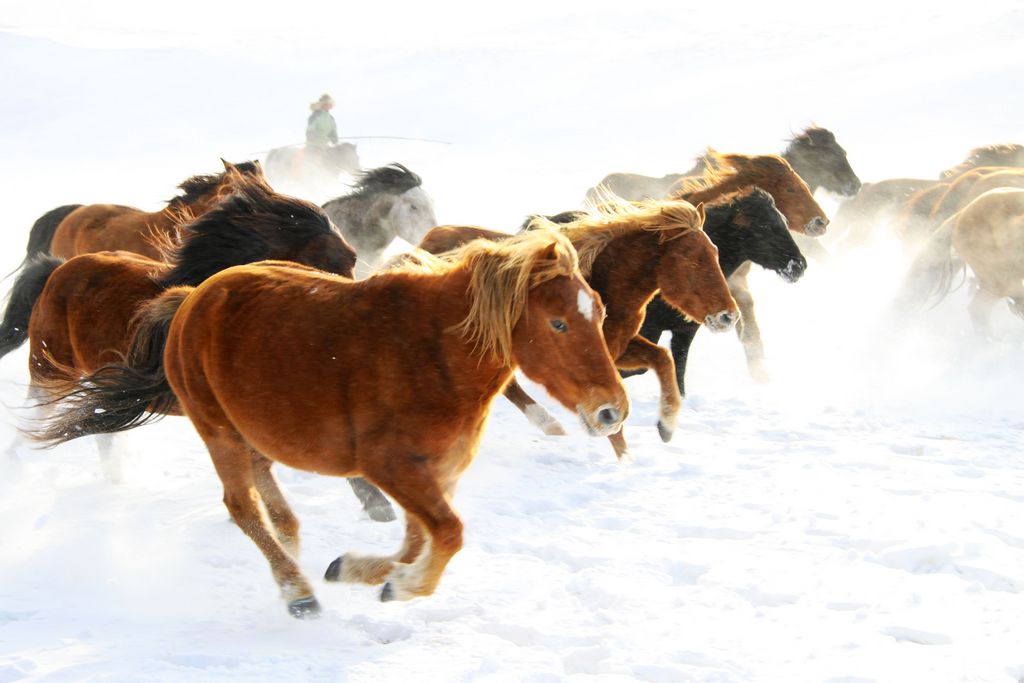 倚马千言，生肖之谜与创造、作答、落实的智慧