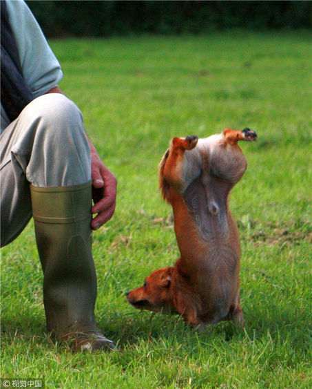摇首顿足打一动物,谜语中的智慧与文化 摇首顿足打一动物,谜语中的智慧与文化