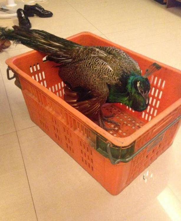 揭晓龟鹤之年的奥秘,一探究竟的动物谜底 揭晓龟鹤之年的奥秘,一探究竟的动物谜底